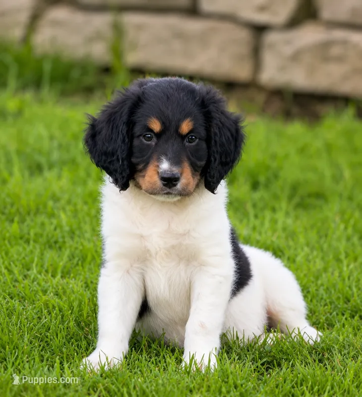 Mandy  – Cavapoo, Miniature Aussiedoodle puppy for sale in Converse, IN
