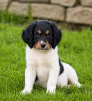 Mandy , a female Cavapoo and Miniature Aussiedoodle for sale in Converse, IN – 1 of 1
