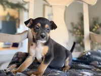 Eddie, a female Boston Terrier and Chihuahua for sale in Converse, IN – Photo 2 of 2