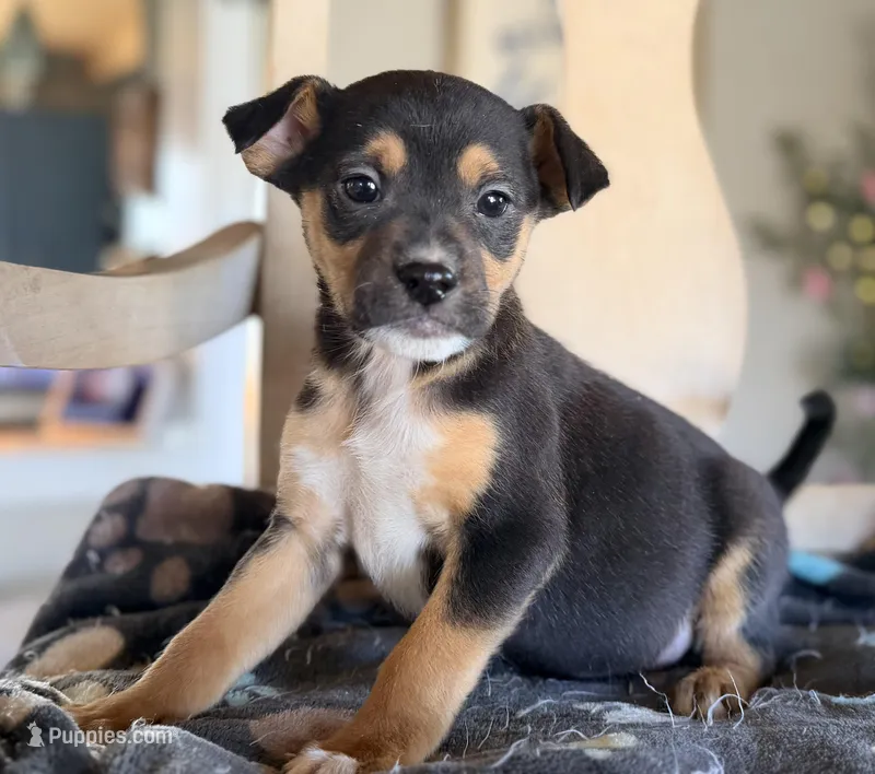 Eddie, a female Boston Terrier and Chihuahua for sale in Converse, IN – Photo 1 of 2
