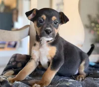 Eddie, a female Boston Terrier and Chihuahua for sale in Converse, IN – Photo 1 of 2