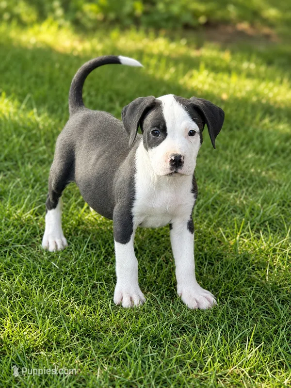 Tipp – Boston Terrier, Beagle puppy for sale in Converse, IN