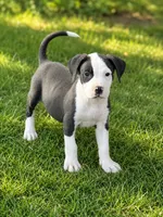 Tipp, a male Boston Terrier and Beagle for sale in Converse, IN – 1 of 1