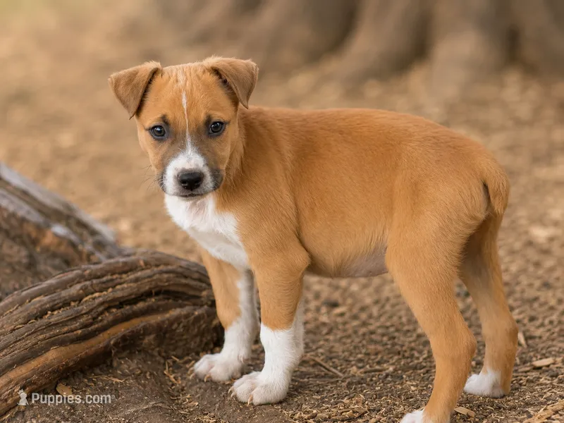 Micky – Jack Russell Terrier, Boxer puppy for sale in Converse, IN