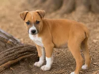Micky, a male Jack Russell Terrier and Boxer for sale in Converse, IN – 1 of 1