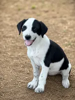 Rebel , a female Bernese Mountain Dog and Labrador Retriever for sale in Converse, IN – 1 of 1