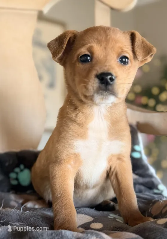 Karli, a female Boston Terrier and Chihuahua for sale in Converse, IN – Photo 1 of 1