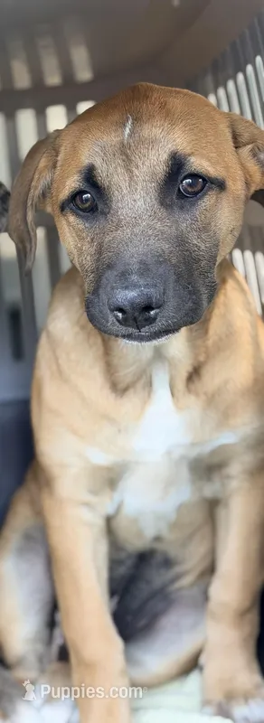 Luke – Great Dane, Labrador Retriever puppy for sale in Converse, IN