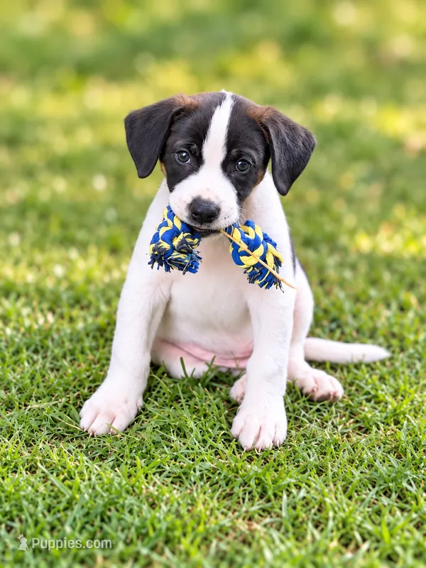 Harry – English Bulldog, Beagle puppy for sale in Converse, IN