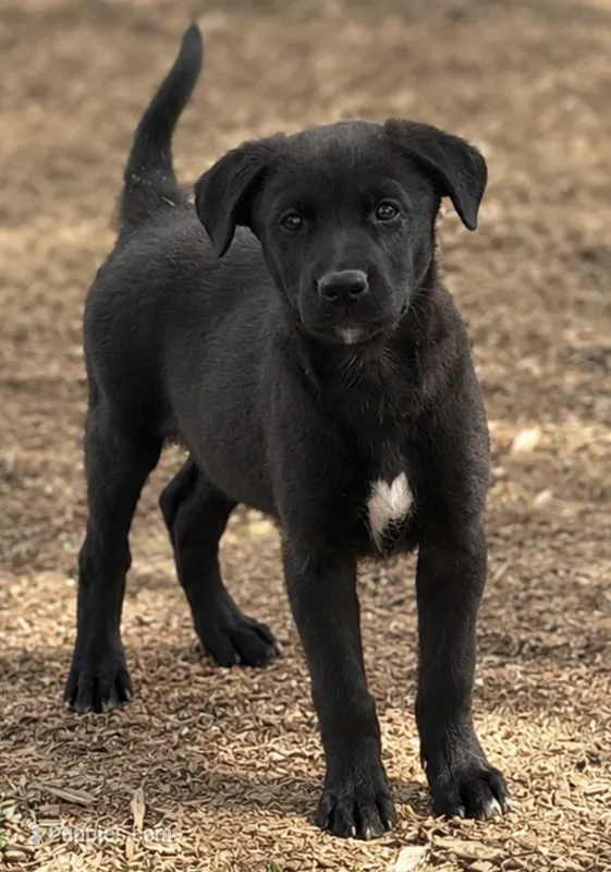 Nico – Labrador Retriever, Miniature Australian Shepherd puppy for sale in Converse, IN