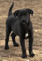 Nico, a male Labrador Retriever and Miniature Australian Shepherd for sale in Converse, IN – 1 of 1