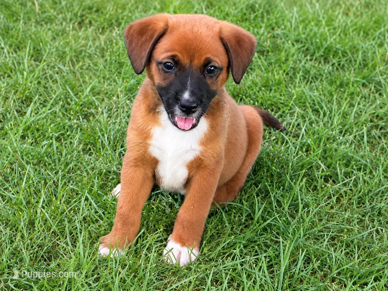 Ruby – Pomeranian, Miniature Australian Shepherd puppy for sale in Converse, IN