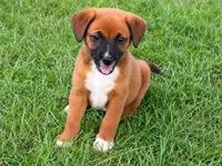 Ruby, a female Pomeranian and Miniature Australian Shepherd for sale in Converse, IN – 1 of 1