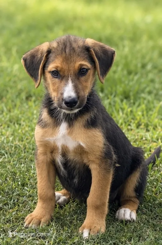 Baxter  – Jack Russell Terrier, Cocker Spaniel puppy for sale in Converse, IN