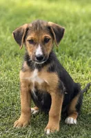 Baxter , a male Jack Russell Terrier and Cocker Spaniel for sale in Converse, IN – 1 of 1