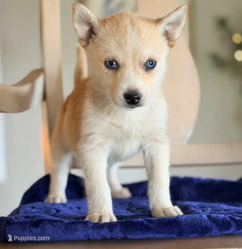 Pomsky 2 – Pomsky puppy for sale in Converse, IN