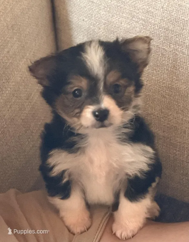 Toby, a male Yorkshire Terrier and Miniature Bernedoodle for sale in Converse, IN – Photo 1 of 2