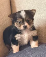 Toby, a male Yorkshire Terrier and Miniature Bernedoodle for sale in Converse, IN – Photo 2 of 2