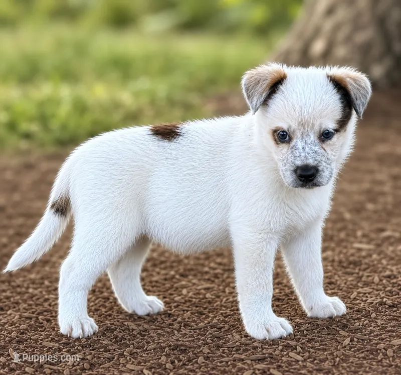 Walker – Australian Cattle Dog puppy for sale in Converse, IN