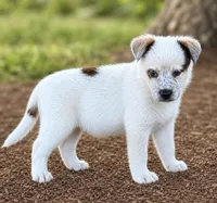 Walker, a female Australian Cattle Dog for sale in Converse, IN – 1 of 1