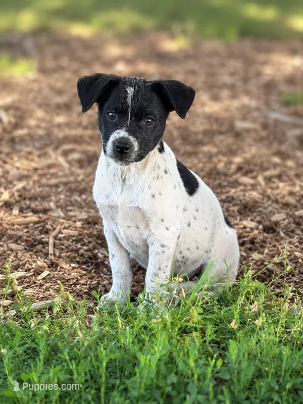 Reba – Rat Terrier, Australian Cattle Dog puppy for sale in Converse, IN