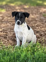 Reba, a male Rat Terrier and Australian Cattle Dog for sale in Converse, IN – 1 of 1