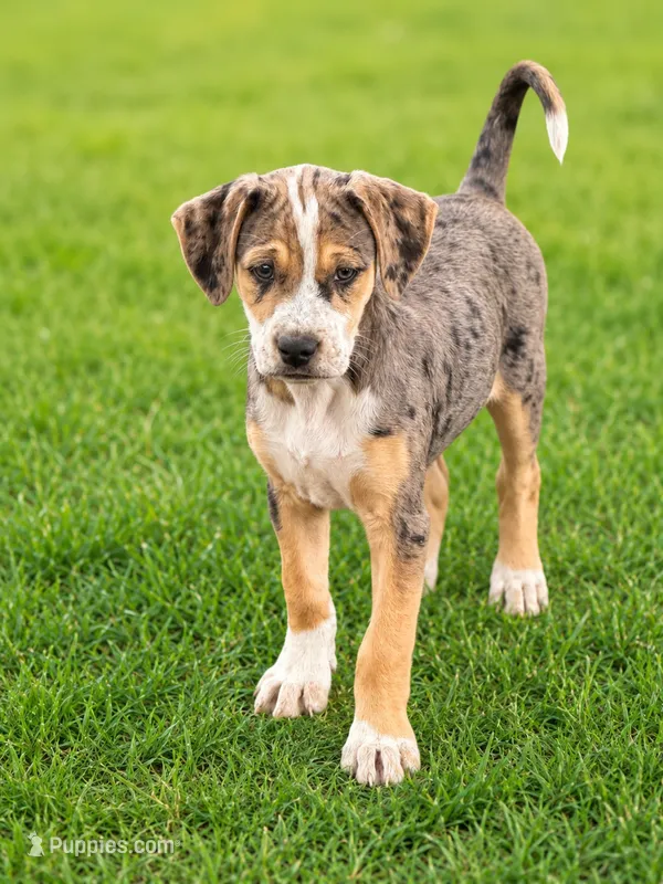 Betty  – English Bulldog, Beagle puppy for sale in Converse, IN