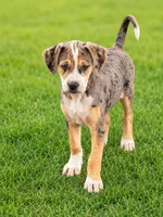 Betty , a female English Bulldog and Beagle for sale in Converse, IN – 1 of 1