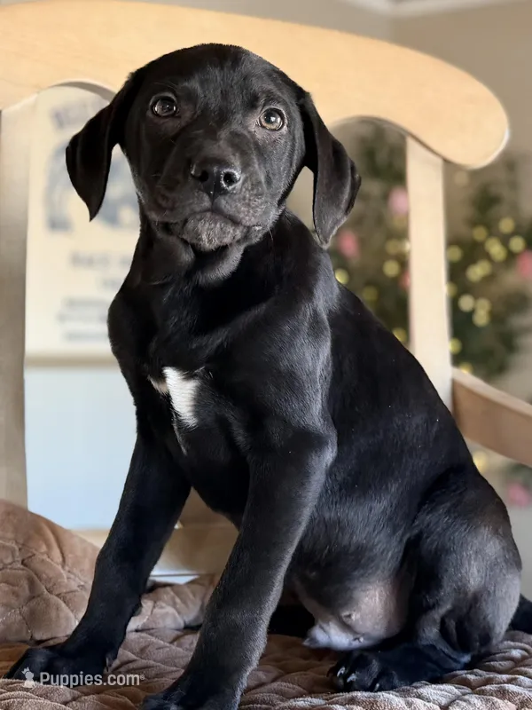 Snickers , a female Labrador Retriever and Beaglier for sale in Converse, IN – Photo 1 of 1