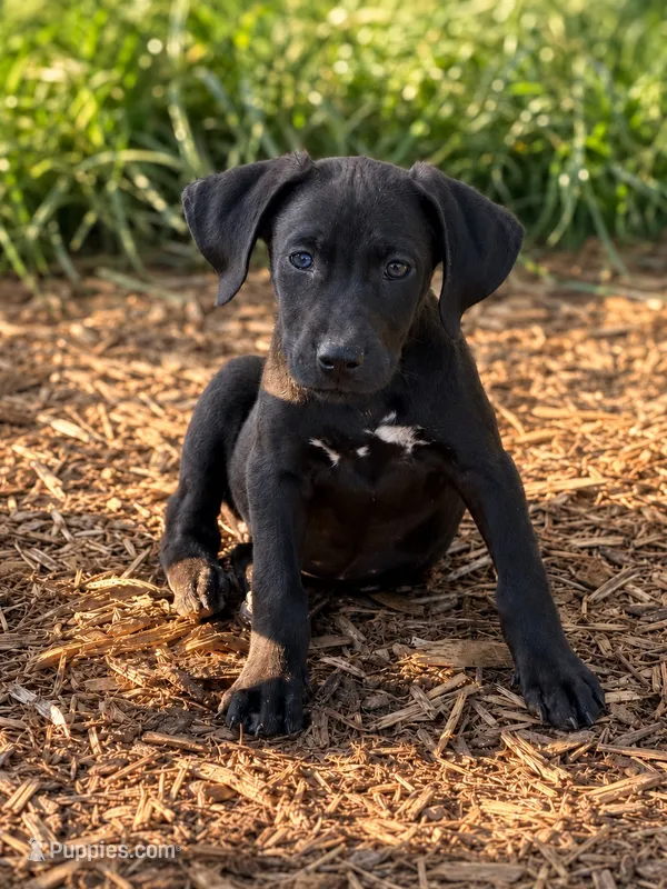 Pippa – Labrador Retriever, Beaglier puppy for sale in Converse, IN