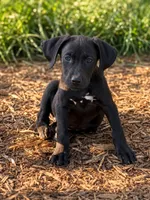 Pippa, a female Labrador Retriever and Beaglier for sale in Converse, IN – 1 of 1