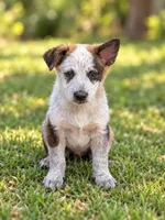 Henry, a male Australian Cattle Dog for sale in Converse, IN – 1 of 1