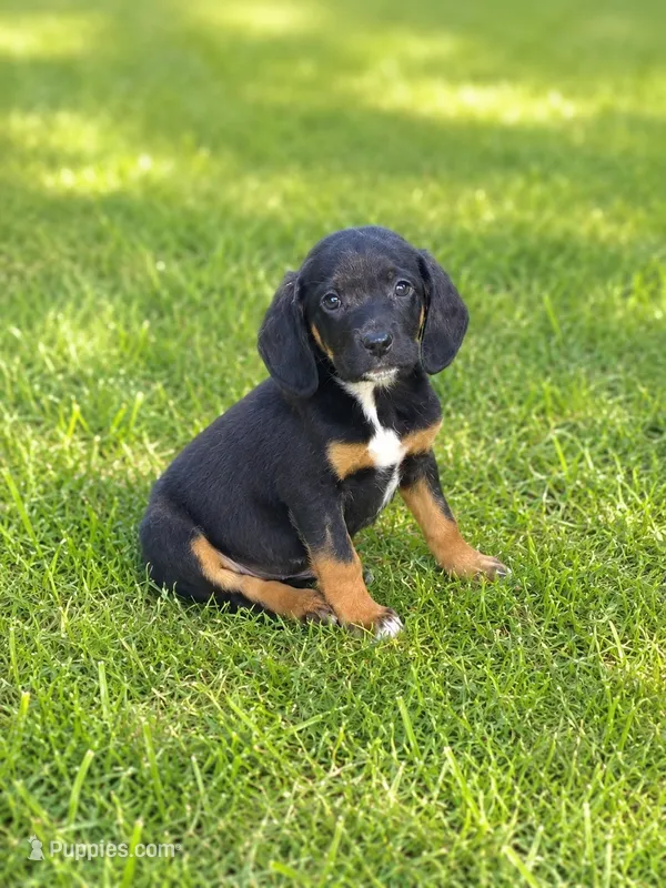 Mandy  – Cocker Spaniel, Beaglier puppy for sale in Converse, IN