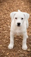 Jax, a male Jack Russell Terrier and Labrador Retriever for sale in Converse, IN – 1 of 1