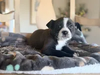 Cricket, a female Boston Terrier and Chihuahua for sale in Converse, IN – Photo 2 of 2