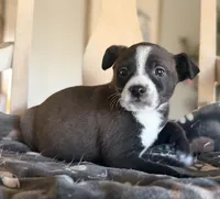 Cricket, a female Boston Terrier and Chihuahua for sale in Converse, IN – Photo 1 of 2