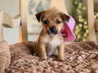 Dolly , a female Chihuahua and Yorkshire Terrier for sale in Converse, IN – 3 of 3