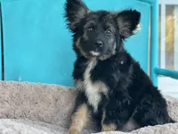 Sam, a male Keeshond and Miniature Aussiedoodle for sale in Converse, IN – Photo 1 of 2