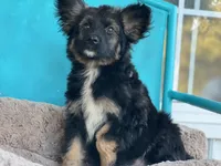 Sam, a male Keeshond and Miniature Aussiedoodle for sale in Converse, IN – Photo 2 of 2
