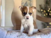 Scruffy, a male Puggle and Chihuahua for sale in Converse, IN – Photo 2 of 2