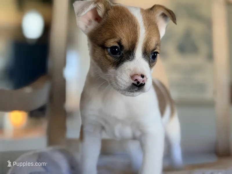 Scruffy – Puggle, Chihuahua puppy for sale in Converse, IN