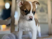 Scruffy, a male Puggle and Chihuahua for sale in Converse, IN – Photo 1 of 2