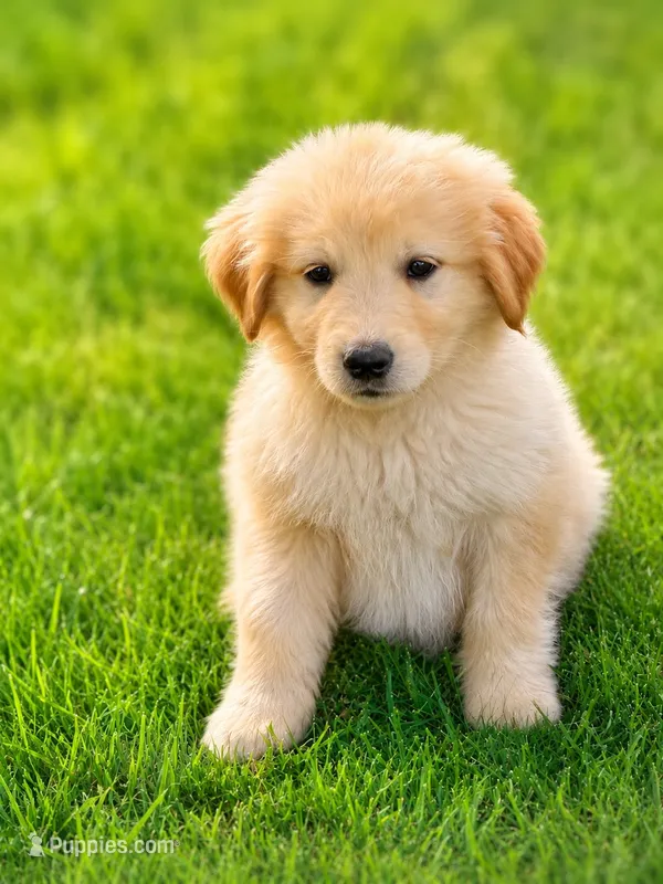 Wooby – Golden Retriever, Miniature Aussiedoodle puppy for sale in Converse, IN