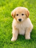 Wooby, a male Golden Retriever and Miniature Aussiedoodle for sale in Converse, IN – 1 of 1