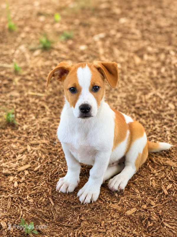 Andy  – Jack Russell Terrier puppy for sale in Converse, IN