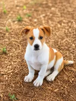 Andy , a male Jack Russell Terrier for sale in Converse, IN – 1 of 1