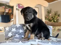 Rudy, a female German Shepherd Dog and Miniature Aussiedoodle for sale in Converse, IN – Photo 1 of 2