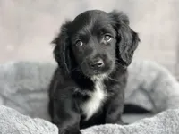 Todd, a male Cavapoo for sale in Converse, IN – Photo 1 of 2