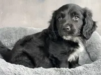 Todd, a male Cavapoo for sale in Converse, IN – Photo 2 of 2