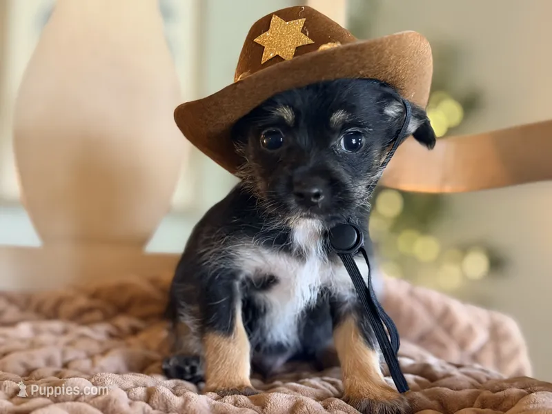 Duke  – Chihuahua, Yorkshire Terrier puppy for sale in Converse, IN
